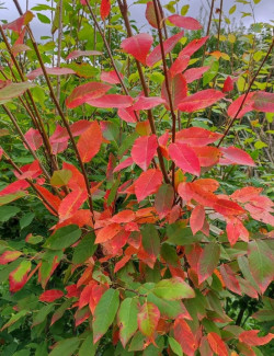 AMELANCHIER arborea ROBIN HILL
