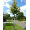 AMELANCHIER arborea ROBIN HILL