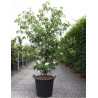 CORNUS kousa MILKY WAY En pot de 35-50 litres