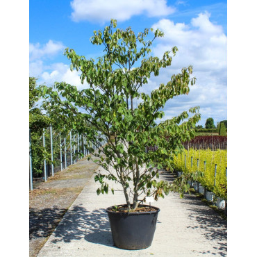 CORNUS controversa En pot de 130-150 litres cépée hauteur 250-300 cm