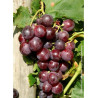 VIGNE DE TABLE CARDINAL