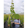 VIGNE DE TABLE En pot de 4-5 litres