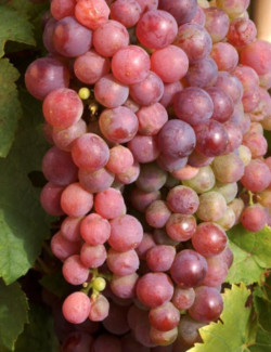 VIGNE DE TABLE CHASSELAS DE TRAMONTANER