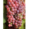 VIGNE DE TABLE CHASSELAS DE TRAMONTANER