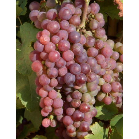 VIGNE DE TABLE CHASSELAS DE TRAMONTANER VIGNE DE TABLE CHASSELAS DE TRAMONTANER