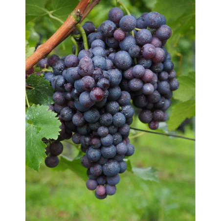 VIGNE DE TABLE ALPHONSE LAVALLÉE VIGNE DE TABLE ALPHONSE LAVALLÉE