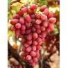VIGNE DE TABLE MISS PINK®