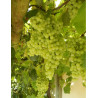 VIGNE DE TABLE PERLETTE