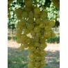 VIGNE DE TABLE GOLDLIFE MUSCAT®