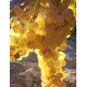 VIGNE DE TABLE GOLDBERY