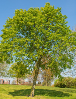 TILIA mongolica