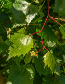 TILIA mongolica