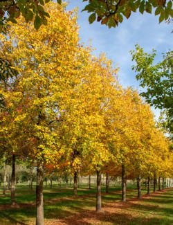 TILIA mongolica