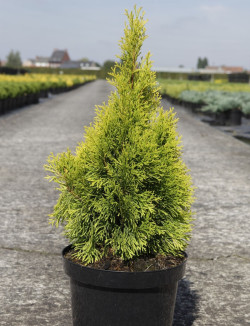 thuya-occidental-golden-smaragd-thuja-occidentalis-golden-smaragd-3.jpg
