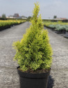 thuya-occidental-golden-smaragd-thuja-occidentalis-golden-smaragd-3.jpg