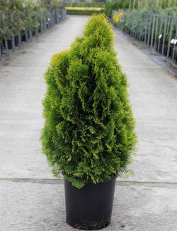 thuya-occidental-golden-smaragd-thuja-occidentalis-golden-smaragd-5.jpg