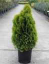 thuya-occidental-golden-smaragd-thuja-occidentalis-golden-smaragd-5.jpg
