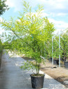 sophora-du-japon-sophora-japonica-5.jpg
