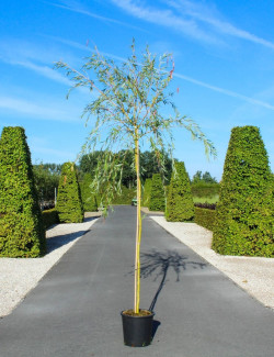 SALIX sepulcralis TRISTIS En pot de 25-30 litres tige hauteur du tronc 190-210 cm