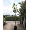 QUERCUS palustris En pot de 35-50 litres forme tige hauteur du tronc 180-200 cm