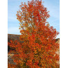 PYRUS calleryana CHANTICLEER