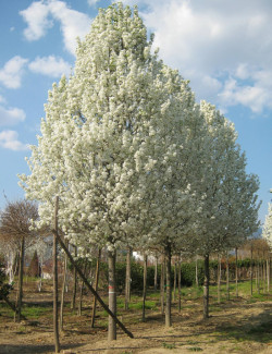 PYRUS calleryana CHANTICLEER