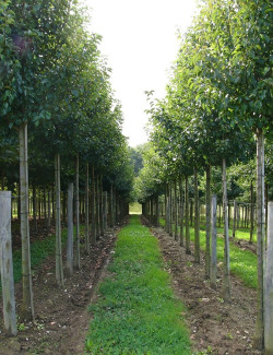 PYRUS calleryana CHANTICLEER