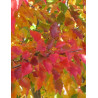 PYRUS calleryana CHANTICLEER