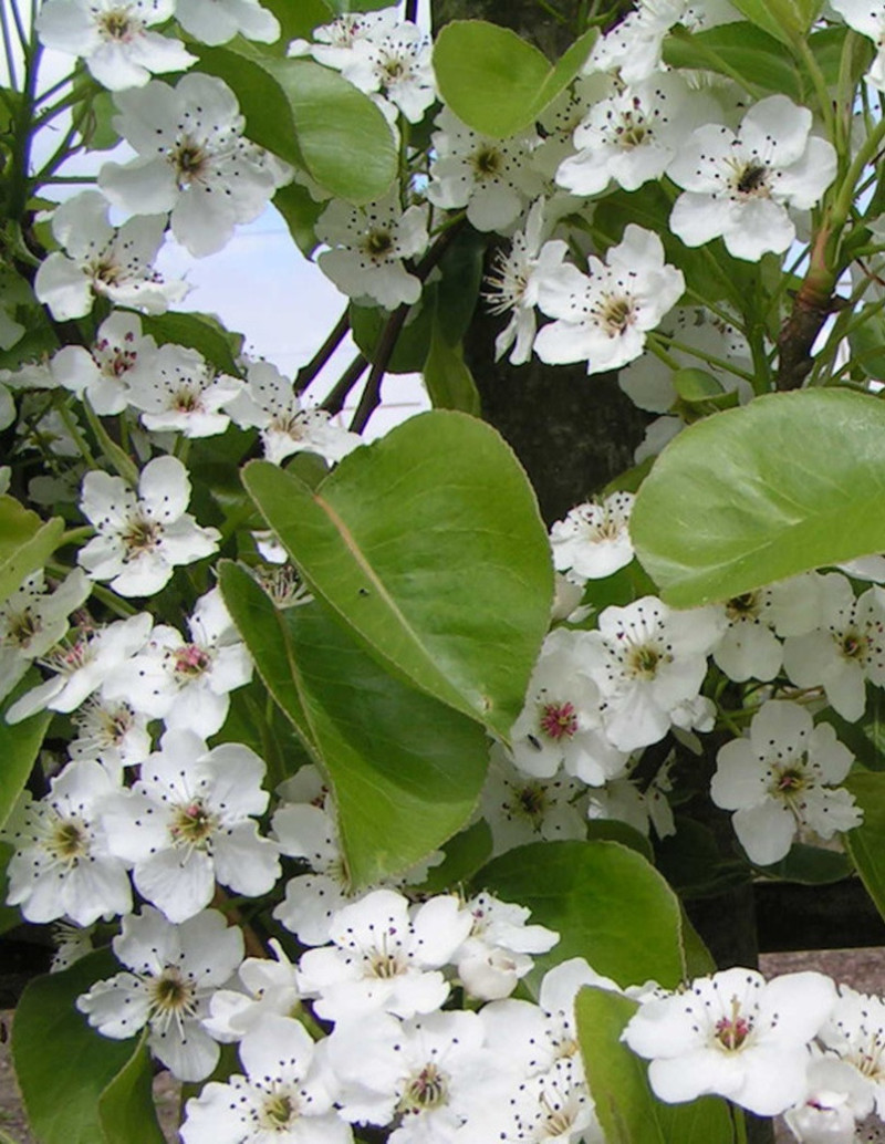 PYRUS calleryana CHANTICLEER (Poirier à fleurs Chanticleer) — free download