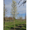 PYRUS calleryana CHANTICLEER