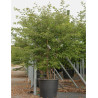 PRUNUS THE BRIDE En pot de 110-130 litres forme cépée