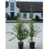 PRUNUS THE BRIDE En pot de 12-15 litres forme baliveau