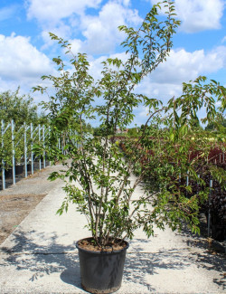 PRUNUS subhirtella AUTUMNALIS ROSEA En pot de 70-90 litres forme cépée