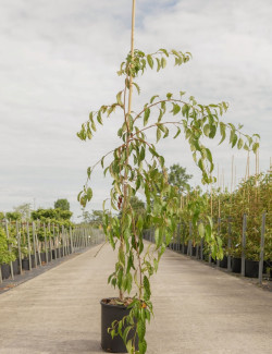 PRUNUS KIKU-SHIDARE-ZAKURA En pot de 15-20 litres forme baliveau