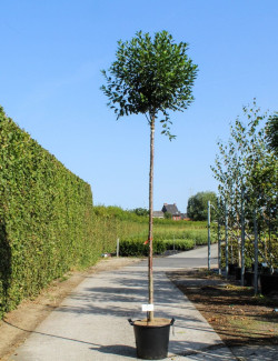 prunier-nain-boule-globosa-prunus-fruticosa-globosa-4.jpg