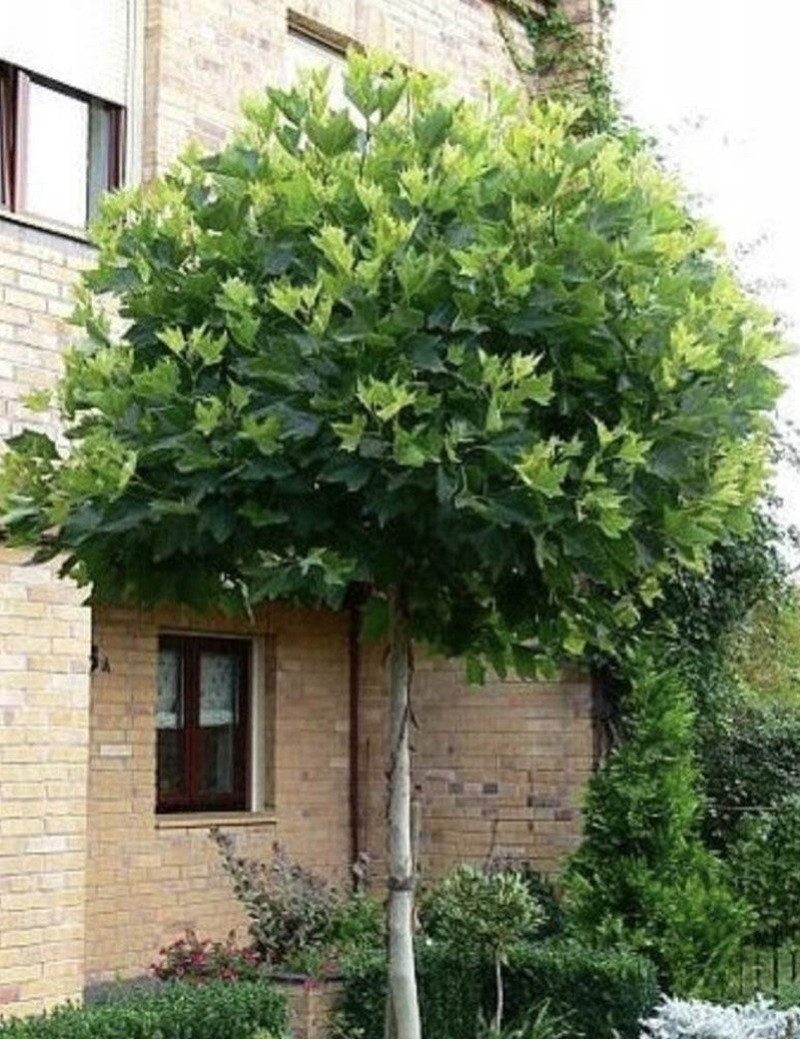 PLATANUS hispanica ALPHEN'S GLOBE