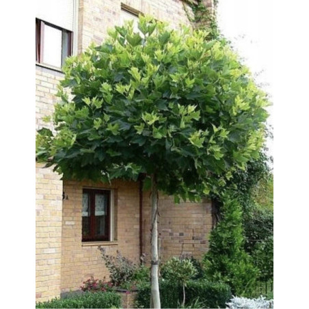 PLATANUS hispanica ALPHEN'S GLOBE PLATANUS hispanica ALPHEN'S GLOBE