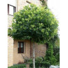 PLATANUS hispanica ALPHEN'S GLOBE