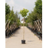 PLATANUS hispanica ALPHEN'S GLOBE