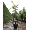 PARROTIA persica En pot de 50-70 litres