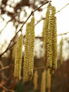 NOISETIER MERVEILLE DE BOLWILLER