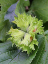 NOISETIER MERVEILLE DE BOLWILLER