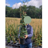 MÛRE GÉANTE SANS ÉPINES THORNFREE En pot de 4-5 litres