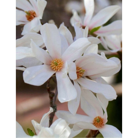 MAGNOLIA kobus MAGNOLIA kobus
