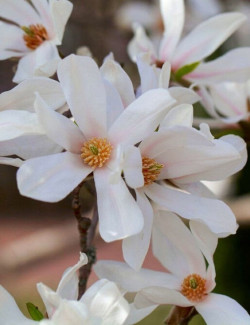 MAGNOLIA kobus