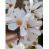 MAGNOLIA kobus
