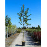 MAGNOLIA kobus En pot de 30-35 litres forme tige hauteur du tronc 180-200 cm