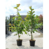 MAGNOLIA kobus En pot de 12-15 litres forme baliveau