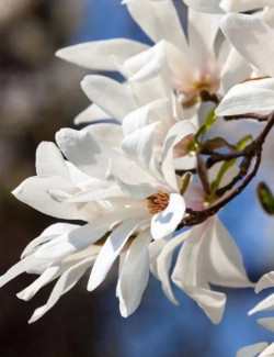 MAGNOLIA kobus