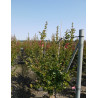 LAGERSTROEMIA En pot de 15-20 litres
